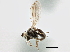  (Lemnaphila scotlandae - CCDB-21412-H05)  @11 [ ] CreativeCommons - Attribution (2014) CBG Photography Group Centre for Biodiversity Genomics