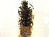  (Cicindela lunulata - CCDB-21415-G11)  @11 [ ] CreativeCommons - Attribution (2014) CBG Photography Group Centre for Biodiversity Genomics