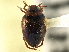  (Hygrotus intermedius - CCDB-21428-H09)  @11 [ ] CreativeCommons - Attribution (2014) CBG Photography Group Centre for Biodiversity Genomics