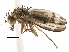  (Opomyzidae - CCDB-21320-F10)  @16 [ ] CreativeCommons - Attribution (2014) CBG Photography Group Centre for Biodiversity Genomics
