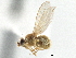  (Chyromyidae - CCDB-21401-F01)  @15 [ ] CreativeCommons - Attribution (2014) CBG Photography Group Centre for Biodiversity Genomics