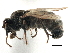  (Mesosphaerocera annulicornis - CCDB-21401-G07)  @15 [ ] CreativeCommons - Attribution (2014) CBG Photography Group Centre for Biodiversity Genomics