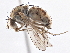  (Curtonotidae - CCDB-21402-F07)  @15 [ ] CreativeCommons - Attribution (2014) CBG Photography Group Centre for Biodiversity Genomics