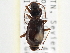 ( - CCDB-21406-D01)  @14 [ ] CreativeCommons - Attribution (2014) CBG Photography Group Centre for Biodiversity Genomics