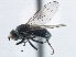  (Pelina truncatula - CCDB-21410-H05)  @11 [ ] CreativeCommons - Attribution (2014) CBG Photography Group Centre for Biodiversity Genomics
