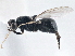  (Neopachygaster - CCDB-21411-H11)  @14 [ ] CreativeCommons - Attribution (2014) CBG Photography Group Centre for Biodiversity Genomics