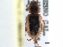  (Agonoderus maculatus - CCDB-21413-C09)  @11 [ ] CreativeCommons - Attribution (2014) CBG Photography Group Centre for Biodiversity Genomics