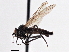  (Rhamphomyia laevigata - CCDB-21421-C07)  @13 [ ] CreativeCommons - Attribution (2014) CBG Photography Group Centre for Biodiversity Genomics