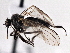  (Rhamphomyia albopilosa - CCDB-21421-D01)  @15 [ ] CreativeCommons - Attribution (2014) CBG Photography Group Centre for Biodiversity Genomics