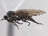  (Rhamphomyia helleni - CCDB-21421-D09)  @15 [ ] CreativeCommons - Attribution (2014) CBG Photography Group Centre for Biodiversity Genomics