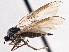  (Rhamphomyia leptidiformis - CCDB-21421-E10)  @15 [ ] CreativeCommons - Attribution (2014) CBG Photography Group Centre for Biodiversity Genomics