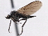  (Rhamphomyia petervajdai - CCDB-21421-F02)  @15 [ ] CreativeCommons - Attribution (2014) CBG Photography Group Centre for Biodiversity Genomics