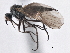  (Rhamphomyia lymaniana - CCDB-21421-F10)  @15 [ ] CreativeCommons - Attribution (2014) CBG Photography Group Centre for Biodiversity Genomics