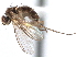  (Nepalomyia - CCDB-23302-E10)  @11 [ ] CreativeCommons - Attribution (2015) CBG Photography Group Centre for Biodiversity Genomics