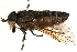  (Hybomitra metabola - CCDB-23501-H07)  @15 [ ] CreativeCommons - Attribution (2015) CBG Photography Group Centre for Biodiversity Genomics