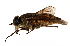  (Hybomitra aurilimba - CCDB-23502-A04)  @14 [ ] CreativeCommons - Attribution (2015) CBG Photography Group Centre for Biodiversity Genomics