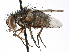  (Carcelia amplexa - CCDB-23505-C09)  @15 [ ] CreativeCommons - Attribution (2015) CBG Photography Group Centre for Biodiversity Genomics