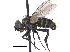  (Lixophaga fasciata - CCDB-23506-H10)  @15 [ ] CreativeCommons - Attribution (2015) CBG Photography Group Centre for Biodiversity Genomics