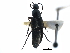  (Philonthus fuscipennis - CCDB-23507-H01)  @11 [ ] CreativeCommons - Attribution (2015) CBG Photography Group Centre for Biodiversity Genomics