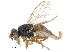  (Elachiptera nigriceps - CCDB-23514-G12)  @15 [ ] CreativeCommons - Attribution (2015) CBG Photography Group Centre for Biodiversity Genomics