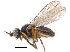  (Monochaetoscinella nigricornis - CCDB-23515-E11)  @16 [ ] CreativeCommons - Attribution (2015) CBG Photography Group Centre for Biodiversity Genomics