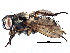  (Eustalomyia vittipes - CCDB-23518-A04)  @15 [ ] CreativeCommons - Attribution (2015) CBG Photography Group Centre for Biodiversity Genomics