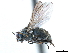  (Coenosia impunctata - CCDB-33855-H03)  @15 [ ] CreativeCommons - Attribution (2019) CBG Photography Group Centre for Biodiversity Genomics