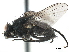  ( - CCDB-33856-G05)  @13 [ ] CreativeCommons - Attribution (2019) CBG Photography Group Centre for Biodiversity Genomics