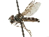  (Platycheirus carinatus - CCDB-33857-E11)  @15 [ ] CreativeCommons - Attribution (2019) CBG Photography Group Centre for Biodiversity Genomics