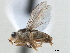  (Chlorops sp. 2 - CCDB-33858-A10)  @14 [ ] CreativeCommons - Attribution (2019) CBG Photography Group Centre for Biodiversity Genomics