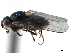  (Thaumatomyia pullipes - CCDB-33858-A12)  @11 [ ] CreativeCommons - Attribution (2019) CBG Photography Group Centre for Biodiversity Genomics