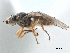  ( - CCDB-33858-D10)  @11 [ ] CreativeCommons - Attribution (2019) CBG Photography Group Centre for Biodiversity Genomics
