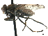  (Ochthera mantis complex - CCDB-33858-F08)  @11 [ ] CreativeCommons - Attribution (2019) CBG Photography Group Centre for Biodiversity Genomics
