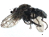  (Scatophila exilis - CCDB-33859-A07)  @13 [ ] CreativeCommons - Attribution (2019) CBG Photography Group Centre for Biodiversity Genomics