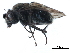  (Scatophila sp. 2 - CCDB-33859-A12)  @11 [ ] CreativeCommons - Attribution (2019) CBG Photography Group Centre for Biodiversity Genomics