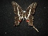  (Protographium philolaus philolaus - MAL-02122)  @13 [ ] Unspecified (default): All Rights Reserved  Unspecified Unspecified