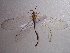  (Myrmecaelurus major - NIBGE ALN-00203)  @14 [ ] CreativeCommons - Attribution Non-Commercial Share-Alike (2010) Muhammad Ashfaq National Institute for Biotechnology and Genetic Engineering Faisalabad Pakistan