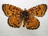  (Melitaea chitralensis - NIBGE BUT-00254)  @14 [ ] CreativeCommons - Attribution Non-Commercial Share-Alike (2011) Muhammad Ashfaq National Institute for Biotechnology and Genetic Engineering Faisalabad Pakistan