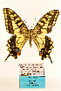  (Papilio neosaharae - MB-PAP07)  @11 [ ] by-nc (2020) Maurizio Bollino Unspecified