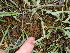  (Fucus sp - GWS012863)  @11 [ ] CreativeCommons - Attribution Non-Commercial Share-Alike (2010) Unspecified University of New Brunswick