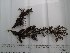  (Sargassum heteromorphum - GWS015621)  @11 [ ] Unspecified (default): All Rights Reserved  Unspecified Unspecified