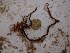 (Myriogloea sciurus - GWS016670)  @11 [ ] CreativeCommons - Attribution Non-Commercial Share-Alike (2010) Unspecified University of New Brunswick