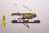  (Leiodontocercus condylus - LopeORT14-695)  @12 [ ] CreativeCommons - Attribution Non-Commercial Share-Alike (2014) Nicolas Moulin Nicolas Moulin entomologie