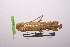  (Sphodromantis lineola - LopeMAN14-056)  @13 [ ] CreativeCommons - Attribution Non-Commercial Share-Alike (2014) Nicolas Moulin Nicolas Moulin entomologie
