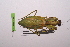  ( - LopeMAN14-089)  @13 [ ] CreativeCommons - Attribution Non-Commercial Share-Alike (2014) Nicolas Moulin Nicolas Moulin entomologie