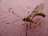  (Ophion sp. 1 - NIBGE HYM-00211)  @13 [ ] CreativeCommons - Attribution Non-Commercial Share-Alike (2010) Muhammad Ashfaq National Institute for Biotechnology and Genetic Engineering Faisalabad Pakistan