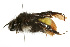  (Bombus haemorrhoidalis - NIBGE IMB-00102)  @14 [ ] CreativeCommons - Attribution Non-Commercial (2009) Muhammad Ashfaq, NIBGE Unspecified