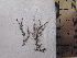  (Pterosiphonia dendroidea - Croce_311)  @11 [ ] CreativeCommons - Attribution Non-Commercial (2013) Unspecified Universidad Nacional del Sur