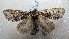  (Acronicta PK02 - NIBGE MOT-02424)  @14 [ ] CreativeCommons - Attribution Non-Commercial Share-Alike (2012) Muhammad Ashfaq National Institute for Biotechnology and Genetic Engineering Faisalabad Pakistan
