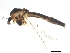  (Chironomus dorsalis - BIOUG02139-B04)  @13 [ ] CreativeCommons - Attribution (2012) CBG Photography Group Centre for Biodiversity Genomics